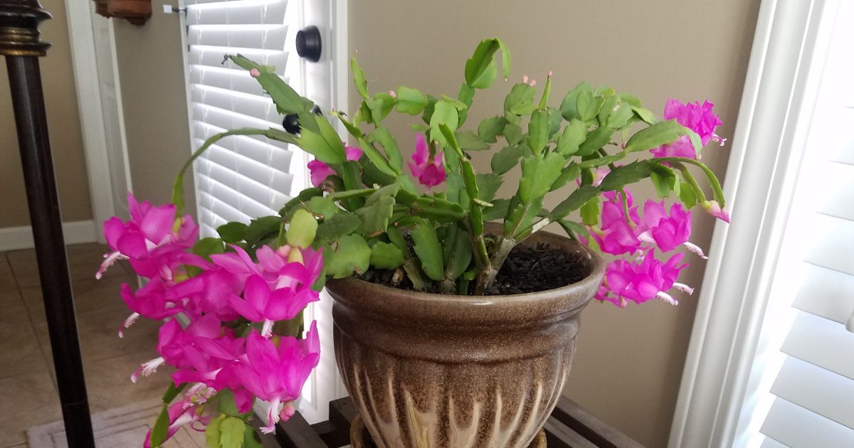 3 Reasons Why The Leaves On Your Christmas Cactus Are Turning Limp And