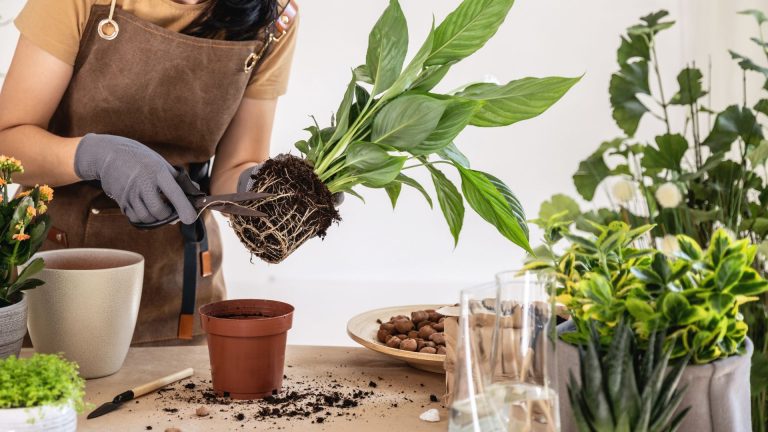 repotting peace lily