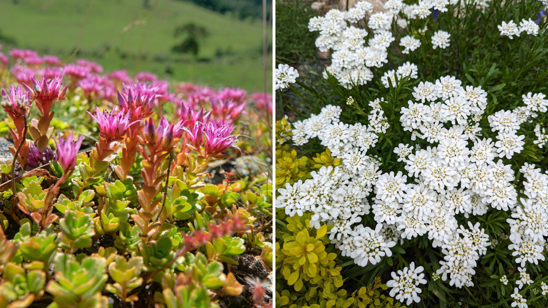 4 Beautiful Evergreen Perennials For The Mountain West