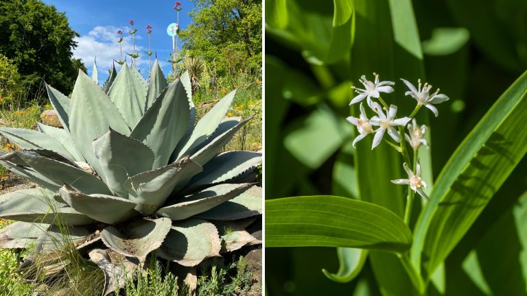 evergreen perennials