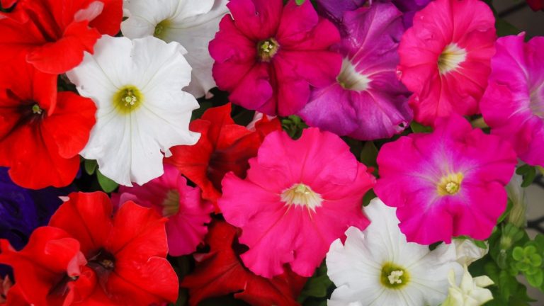 mistakes for petunias