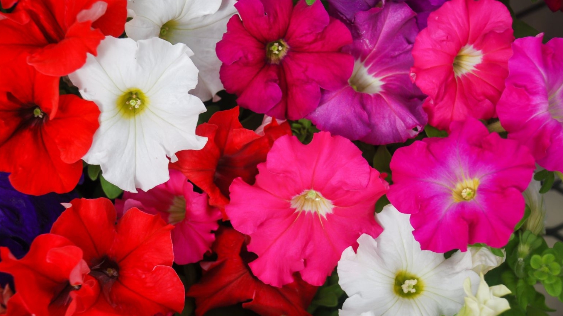 4 Gardening Mistakes That Might Be Harming Your Petunias 