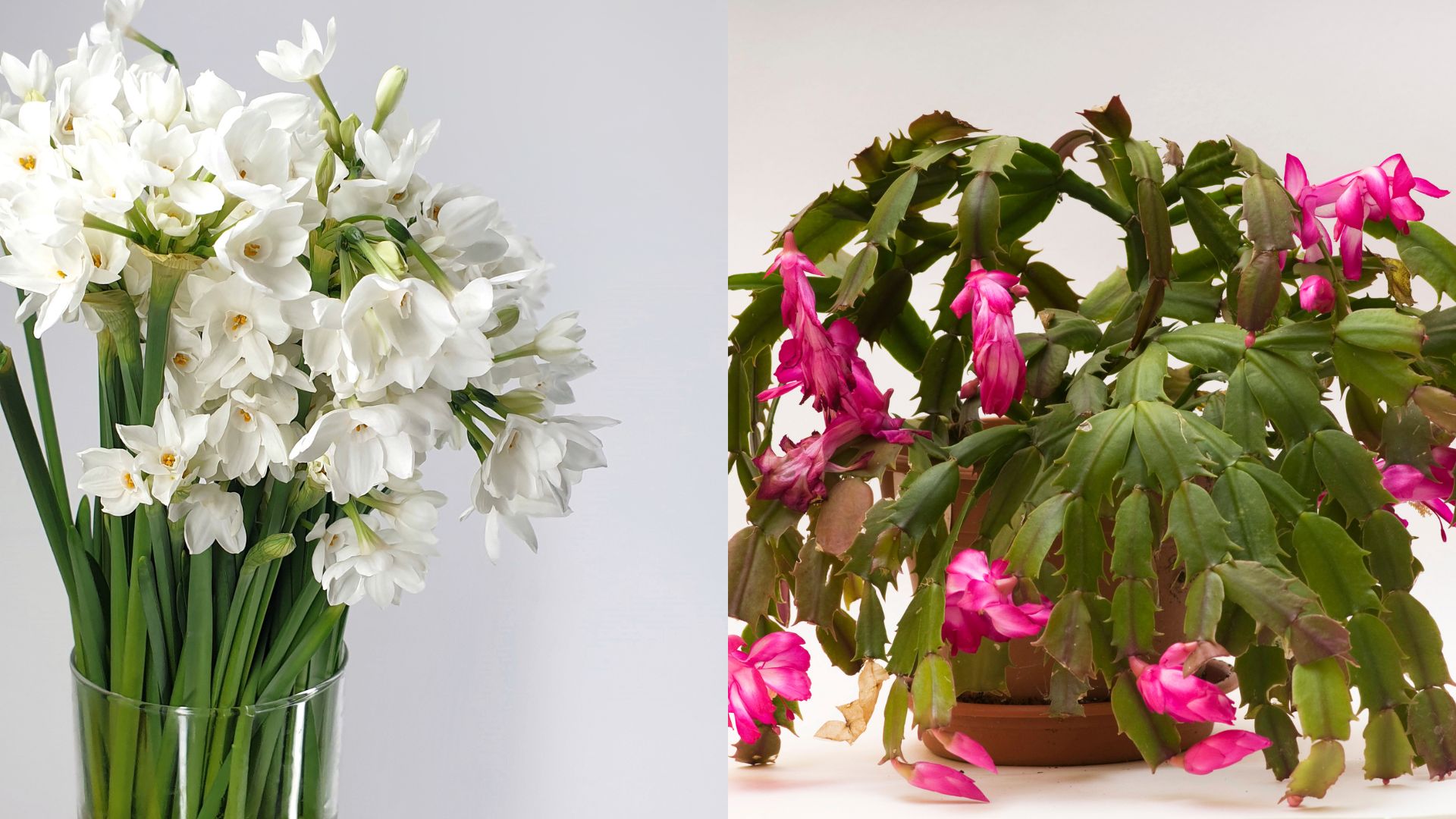 5 Best Indoor Winter Flowering Plants