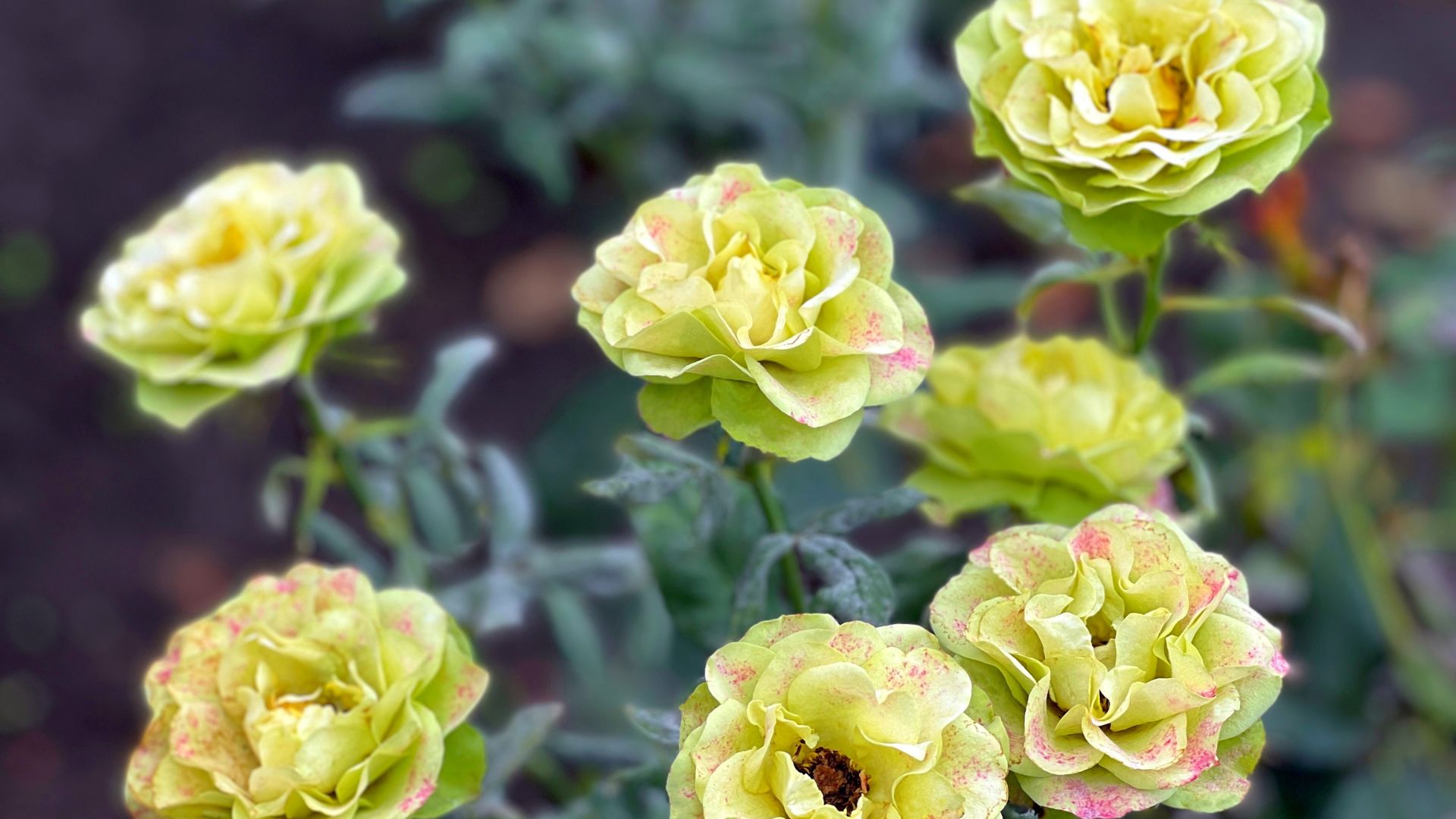 5 Captivating Varieties Of Green Roses