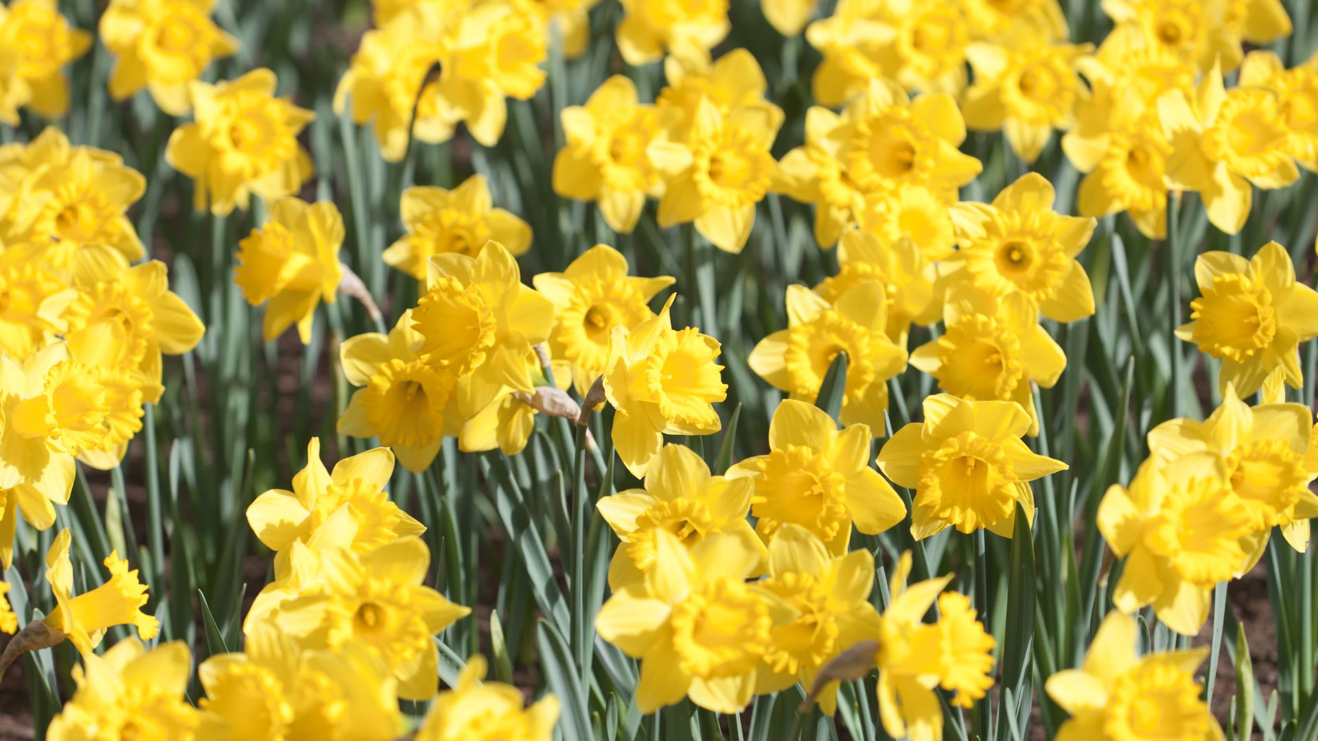 5 Helpful Tips For Growing Daffodils In Winter