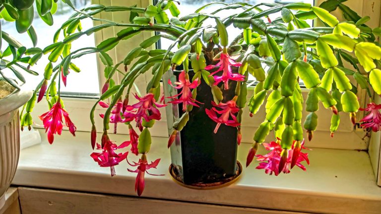 christmas cactus in bloom