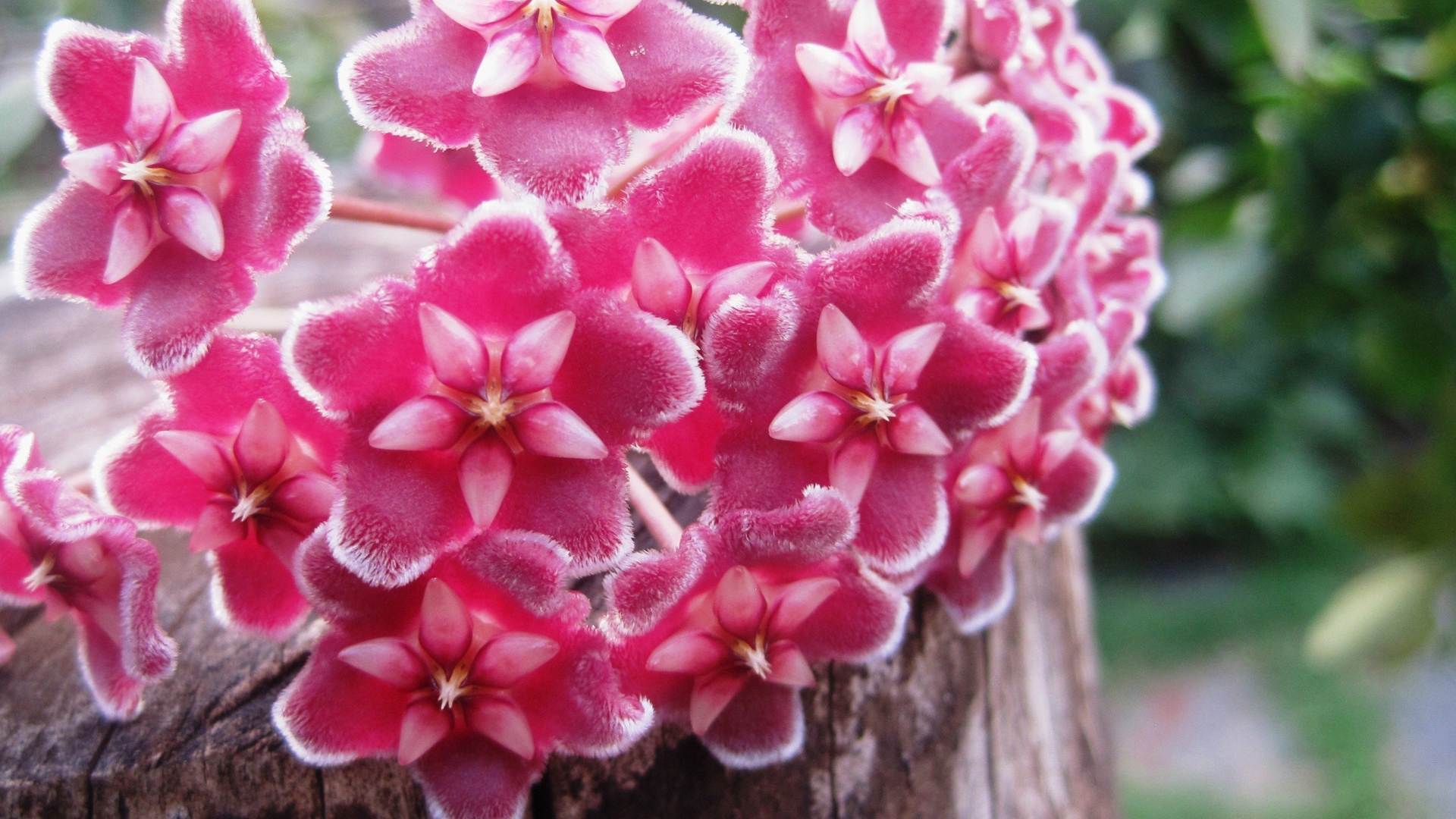 5 Practical Tips To Help Your Hoya Bloom