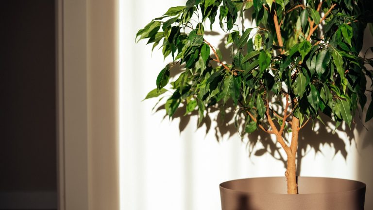 ficus tree in a pot