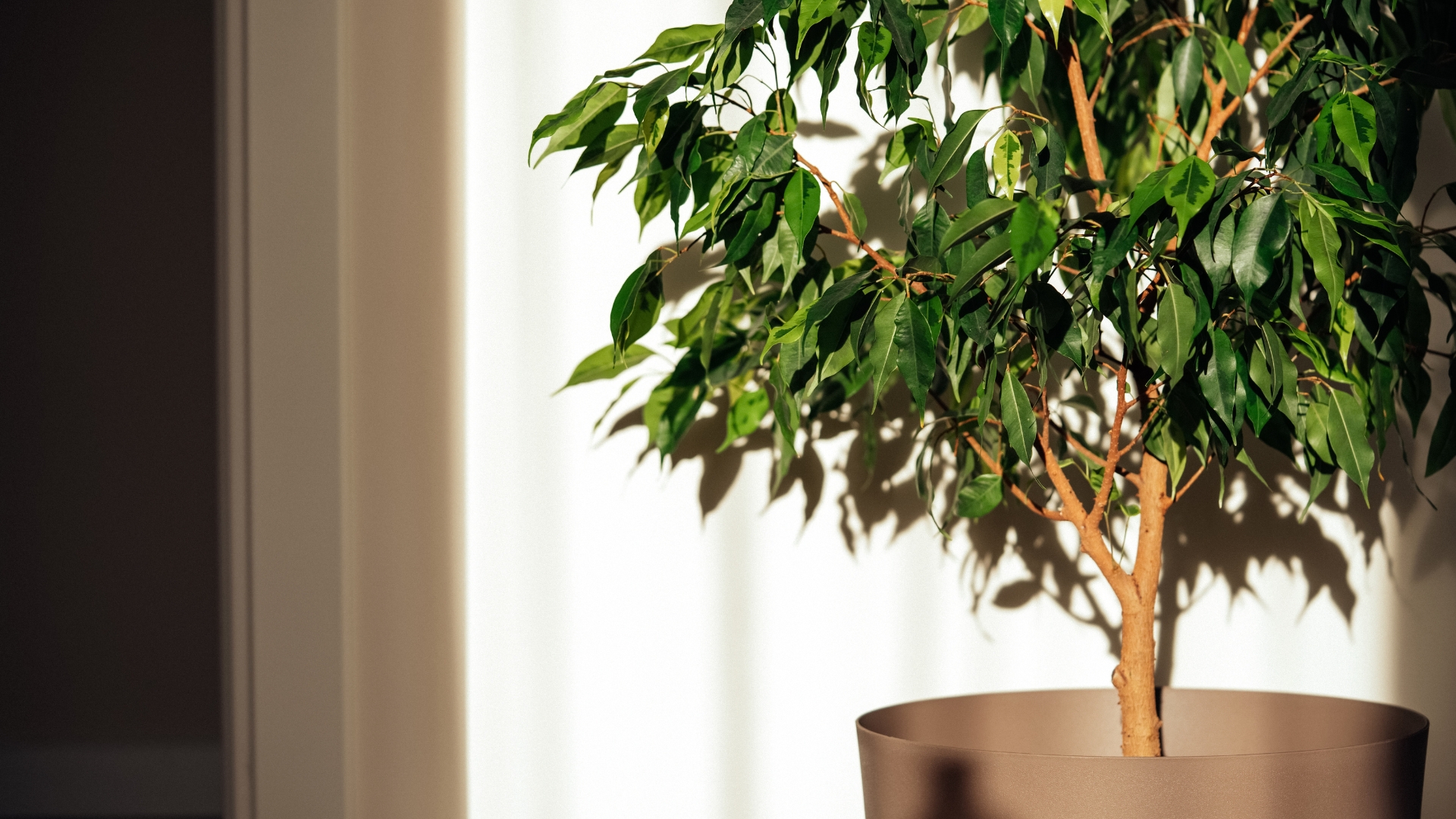If Your Ficus Tree Is Dropping Leaves, You’re Doing This Wrong  