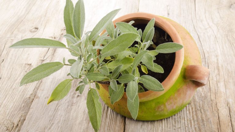potted sage plant