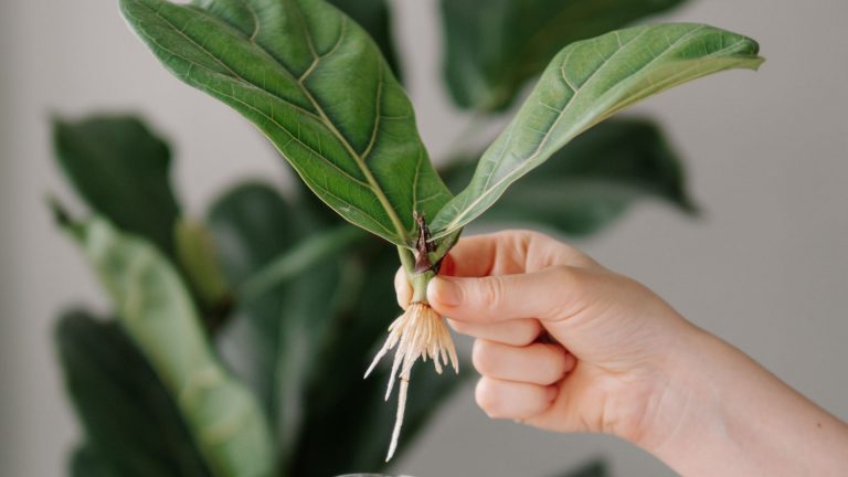 fiddle leaf fig stem cutting propagation
