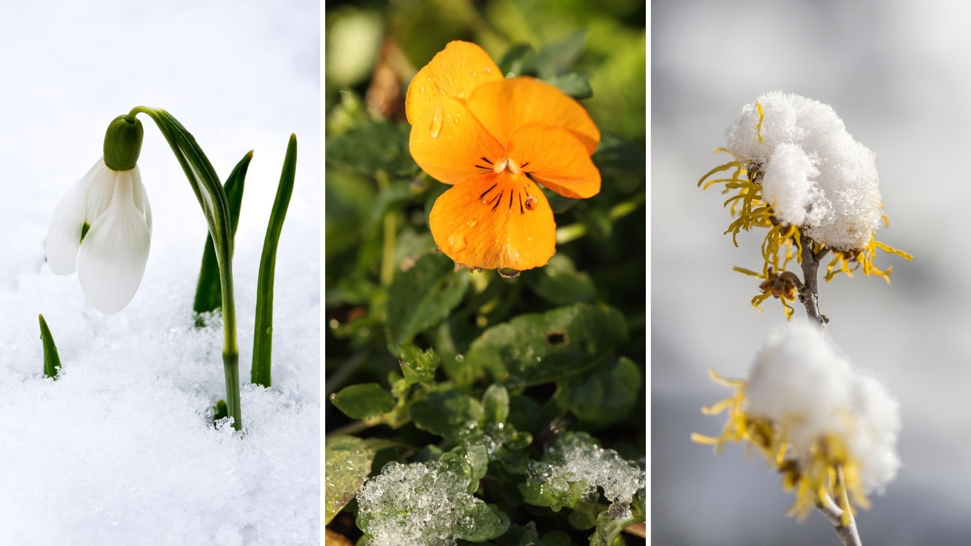 6 Gorgeous Plants That Bloom In January