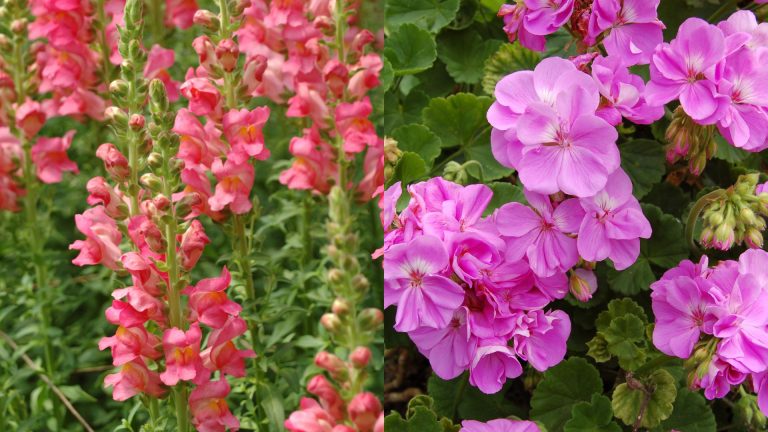 plants to sow in december