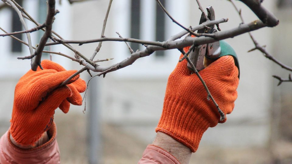7 Plants You Need To Prune In December 960x540 