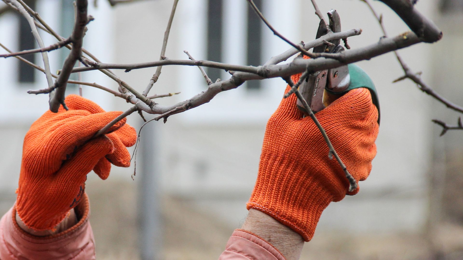 7 Plants You Need To Prune In December