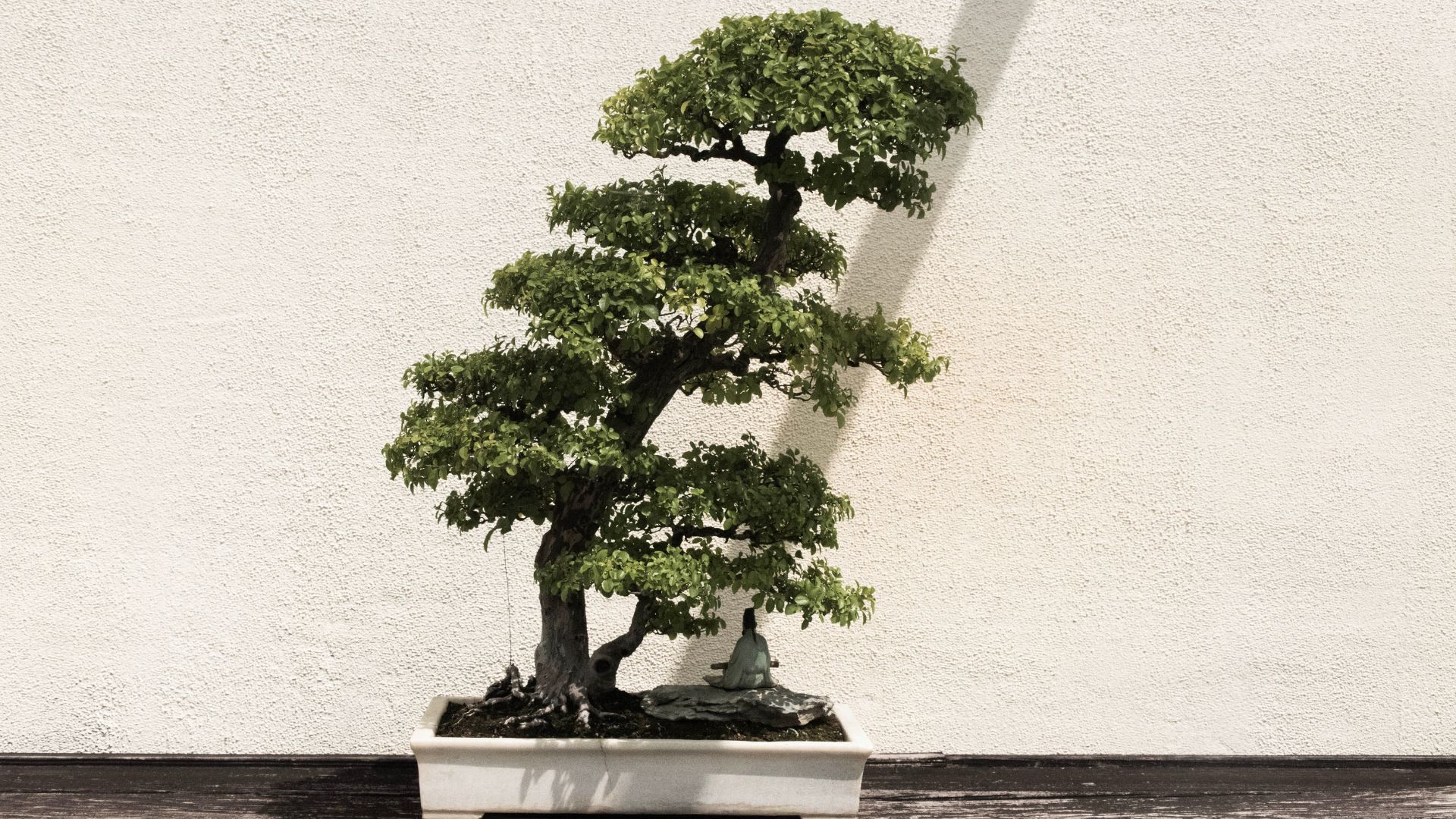 8 Best Indoor Bonsai Trees To Elevate Your Home Decor