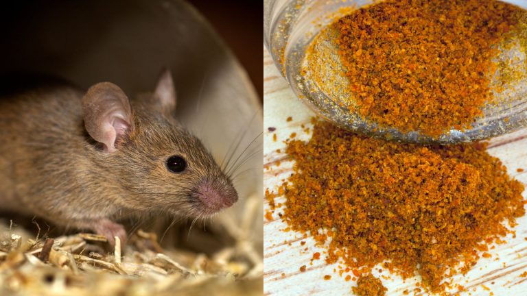 how to get rid of mice humanely