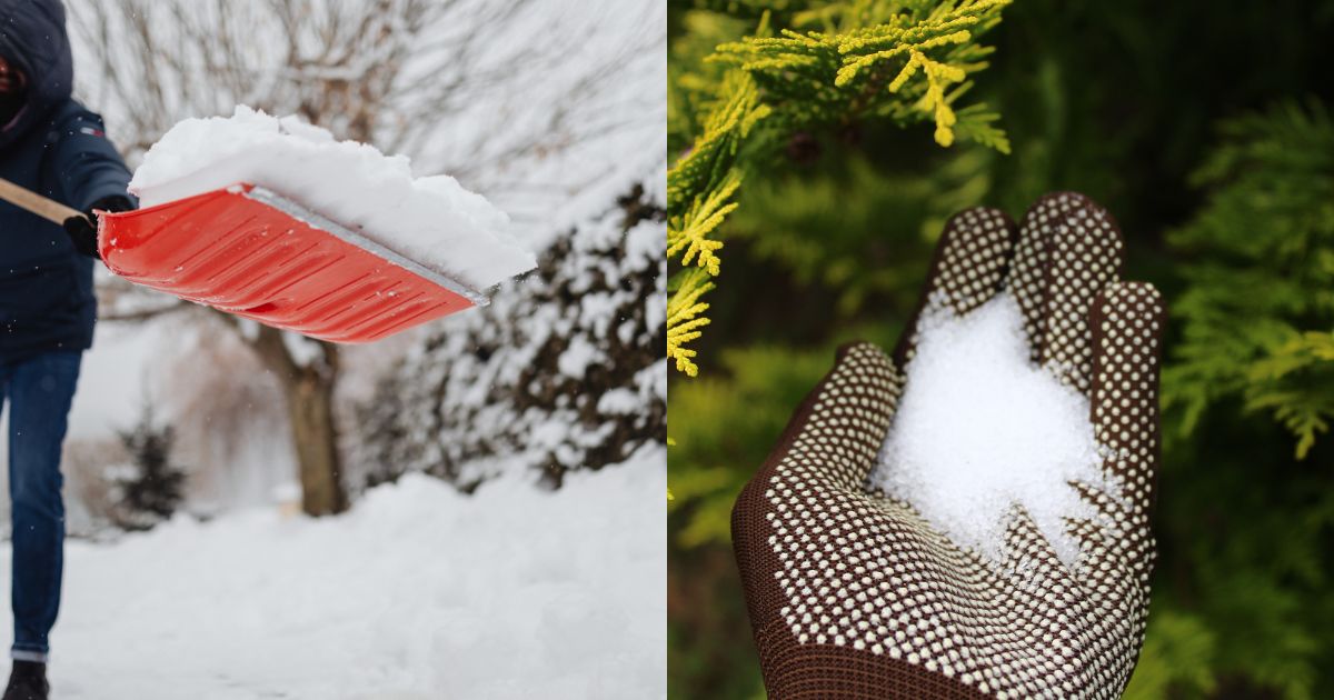 9 Methods To Protect Your Plants From Winter Salt Damage