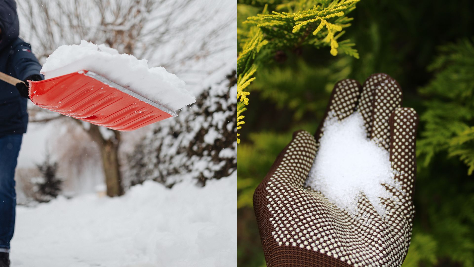 9 Methods To Protect Your Plants From Winter Salt Damage