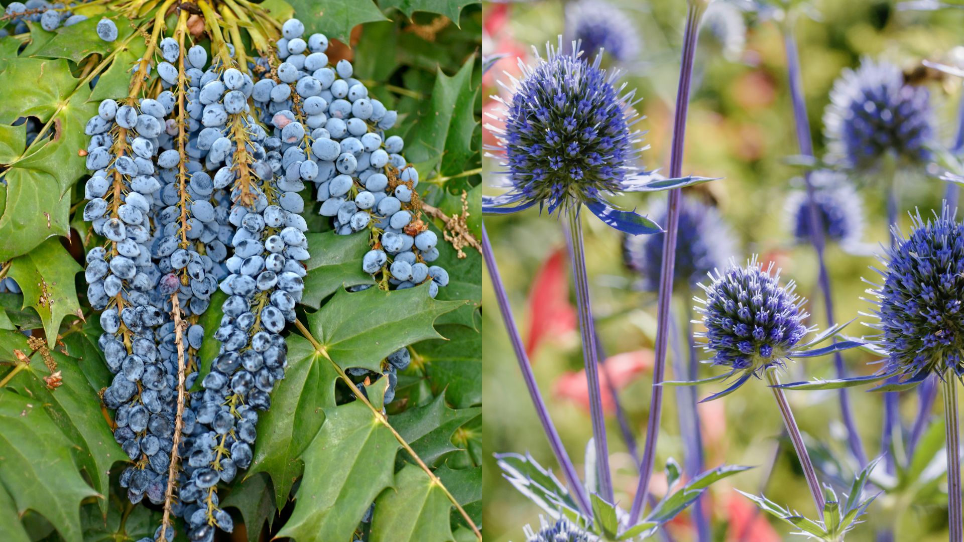 9 Perfect Architectural Plants For Winter Gardens