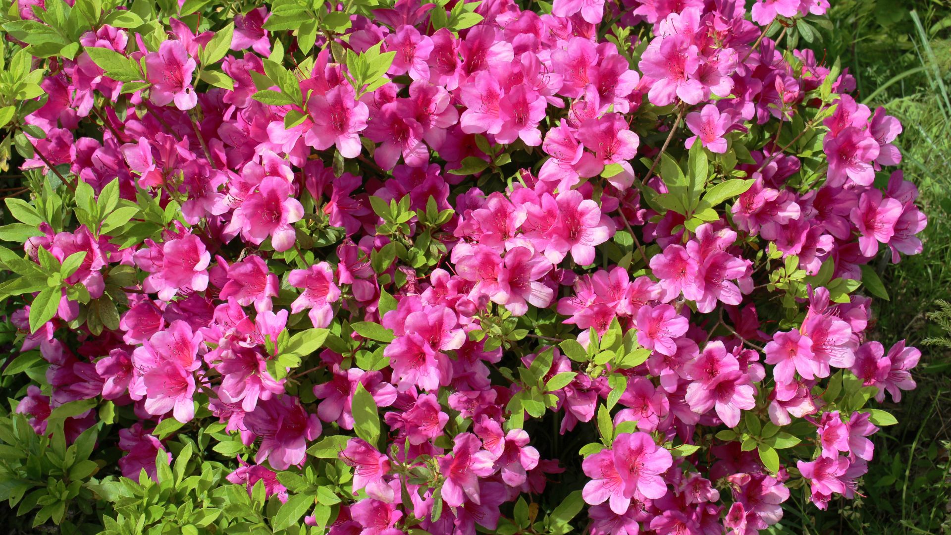 9 Steps For Getting Azaleas To Produce More Blooms