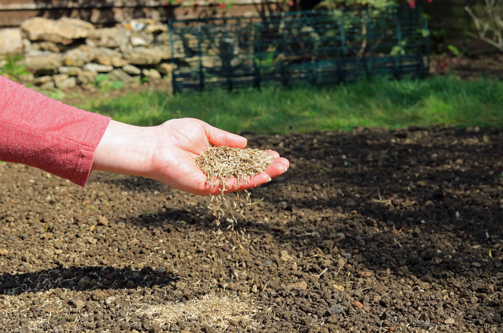 A Hand Sowing Grass Seeds On To A Garden Patch