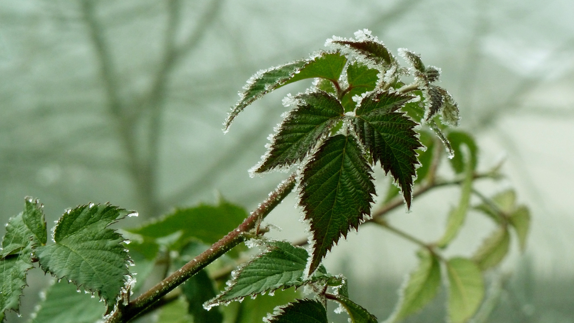 Raspberry bush