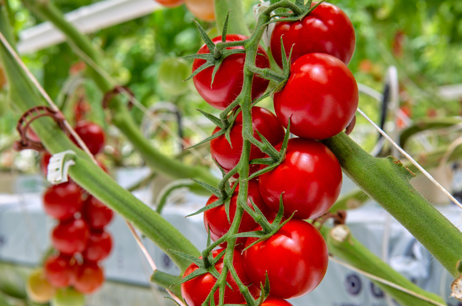 A bunch of red tomato in a greenhouse