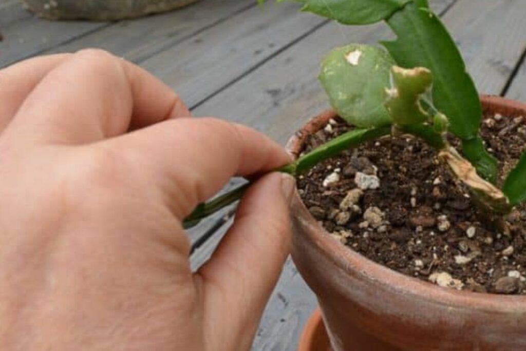 A man looks at a sick cactus