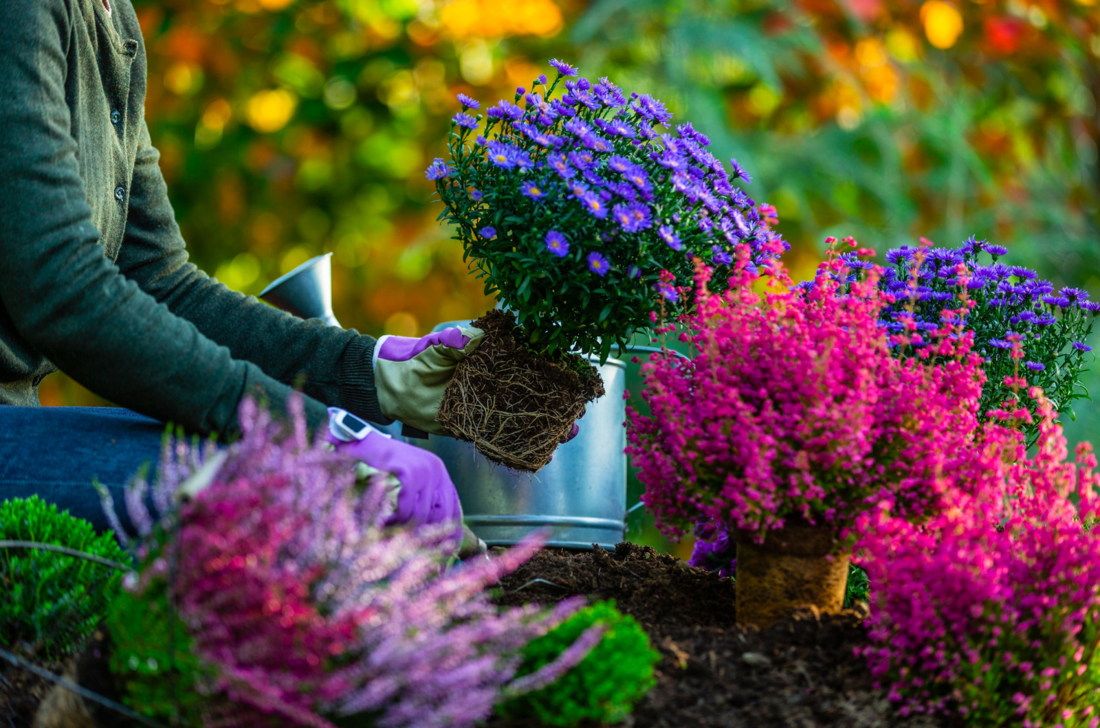 A woman plants autumn asters flower in the garden