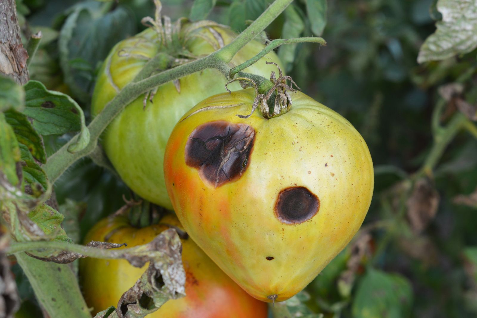 Anthracnose tomato disease