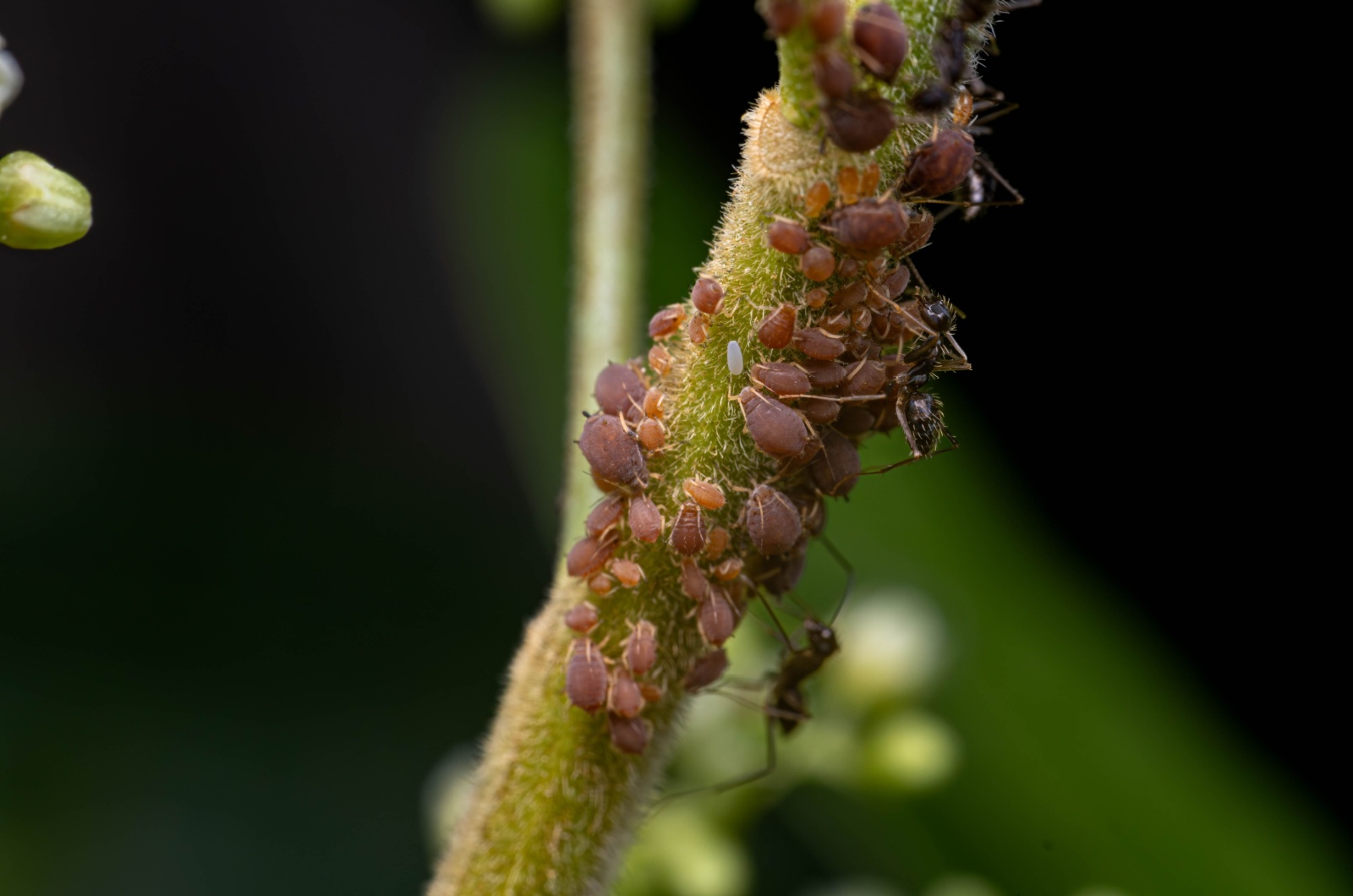 Aphids