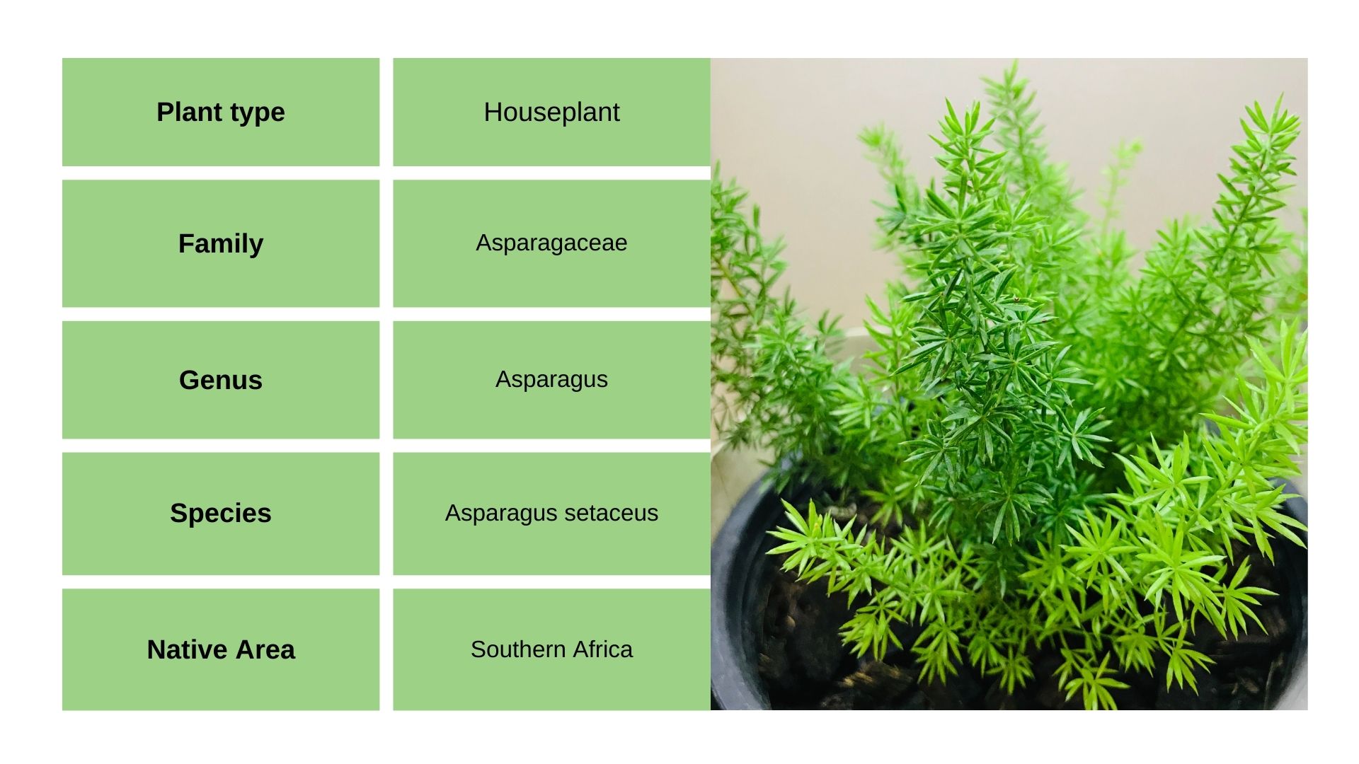 Asparagus Fern Overview