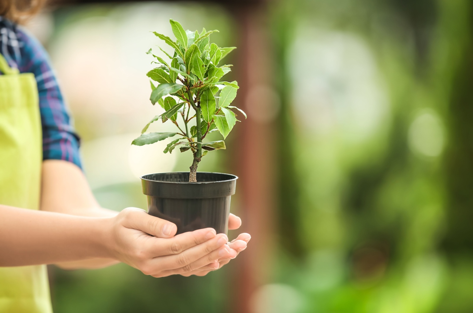 Bay Laurel in a pot