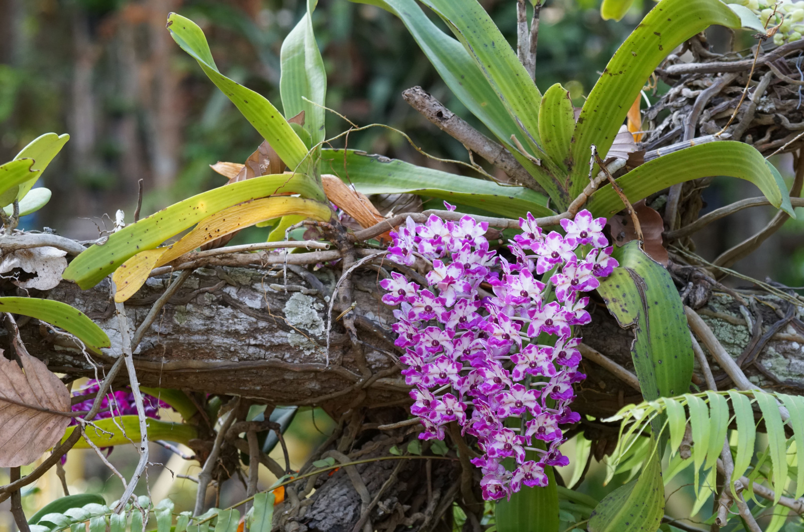 Beautiful foxtail Orchid