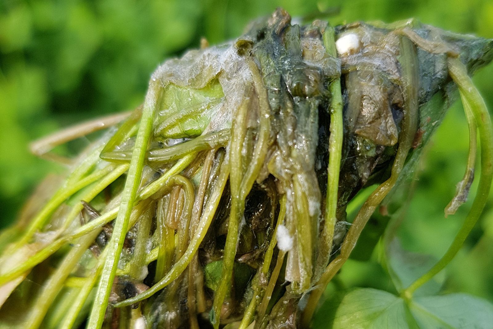 Berseem stem and crown root rot caused by Sclerotinia sclerotiorum