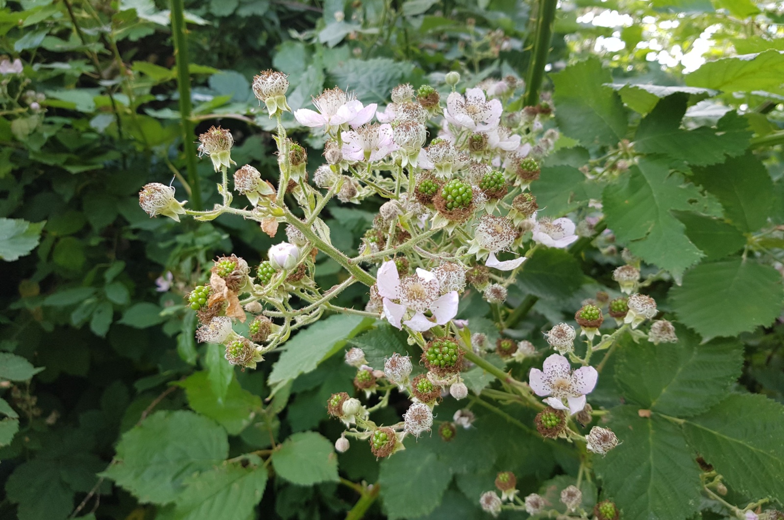 Blackberry flowers