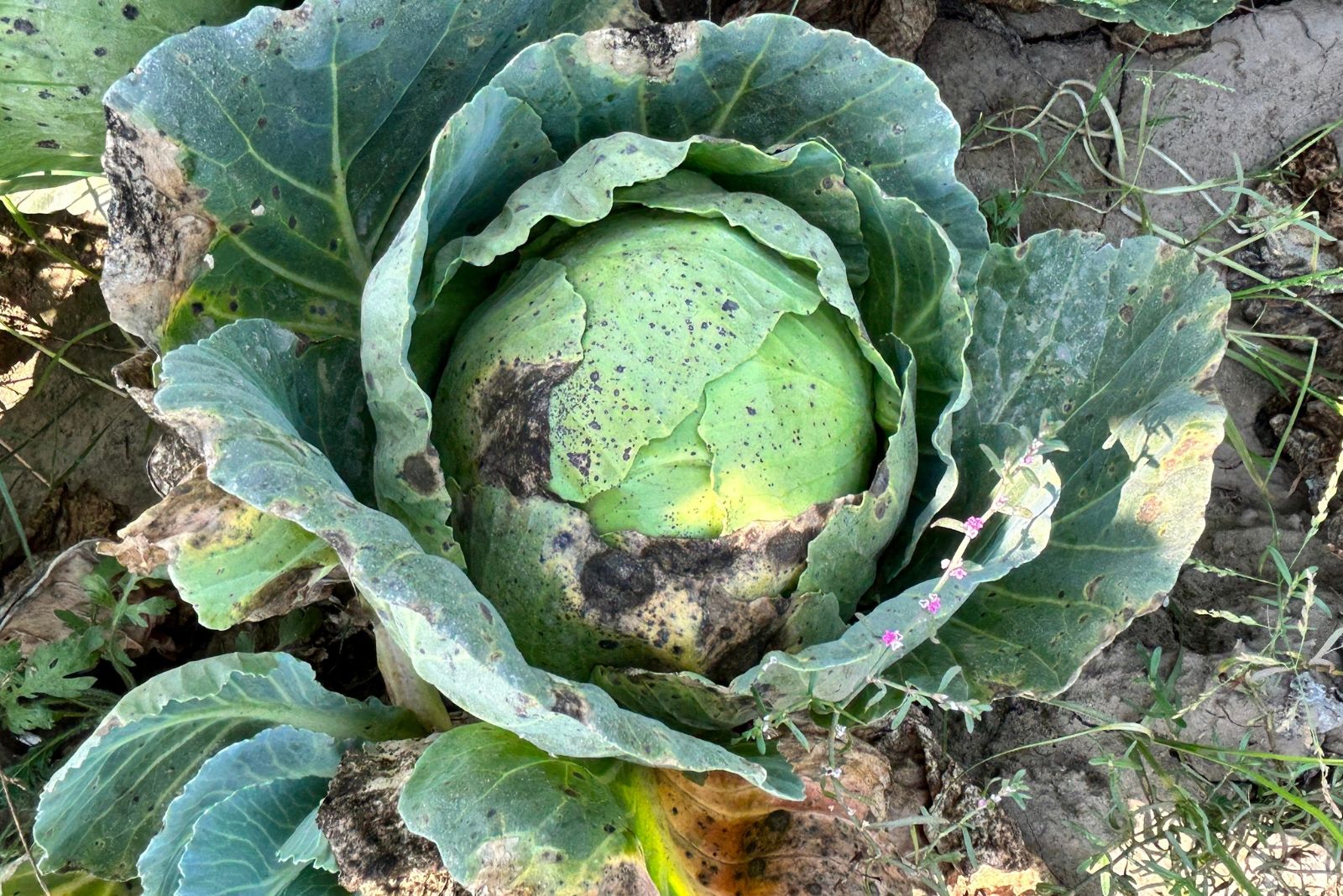 Cabbage plant having severe infestation of Alternaria brassicicola