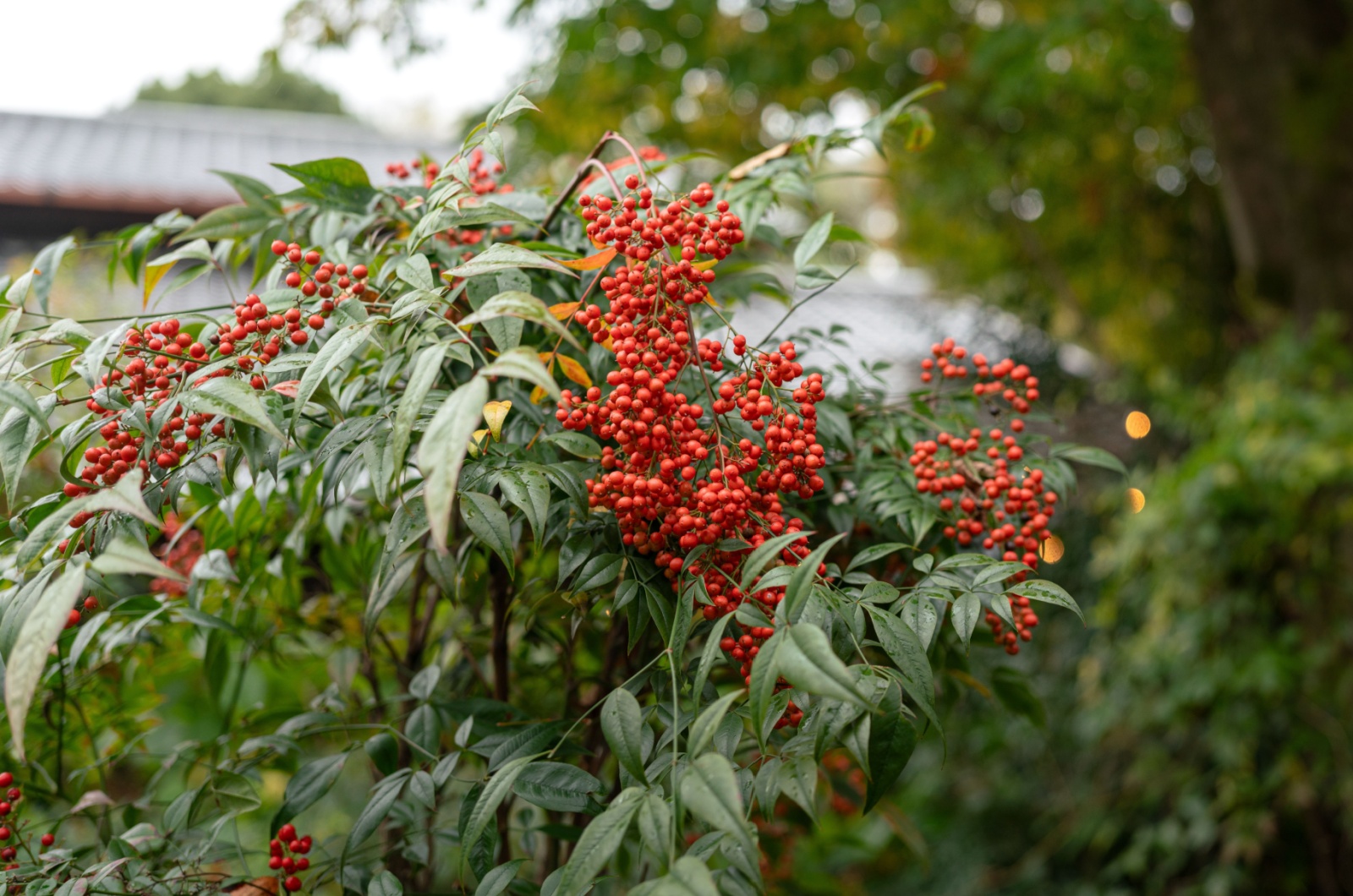 Callicarpa tree