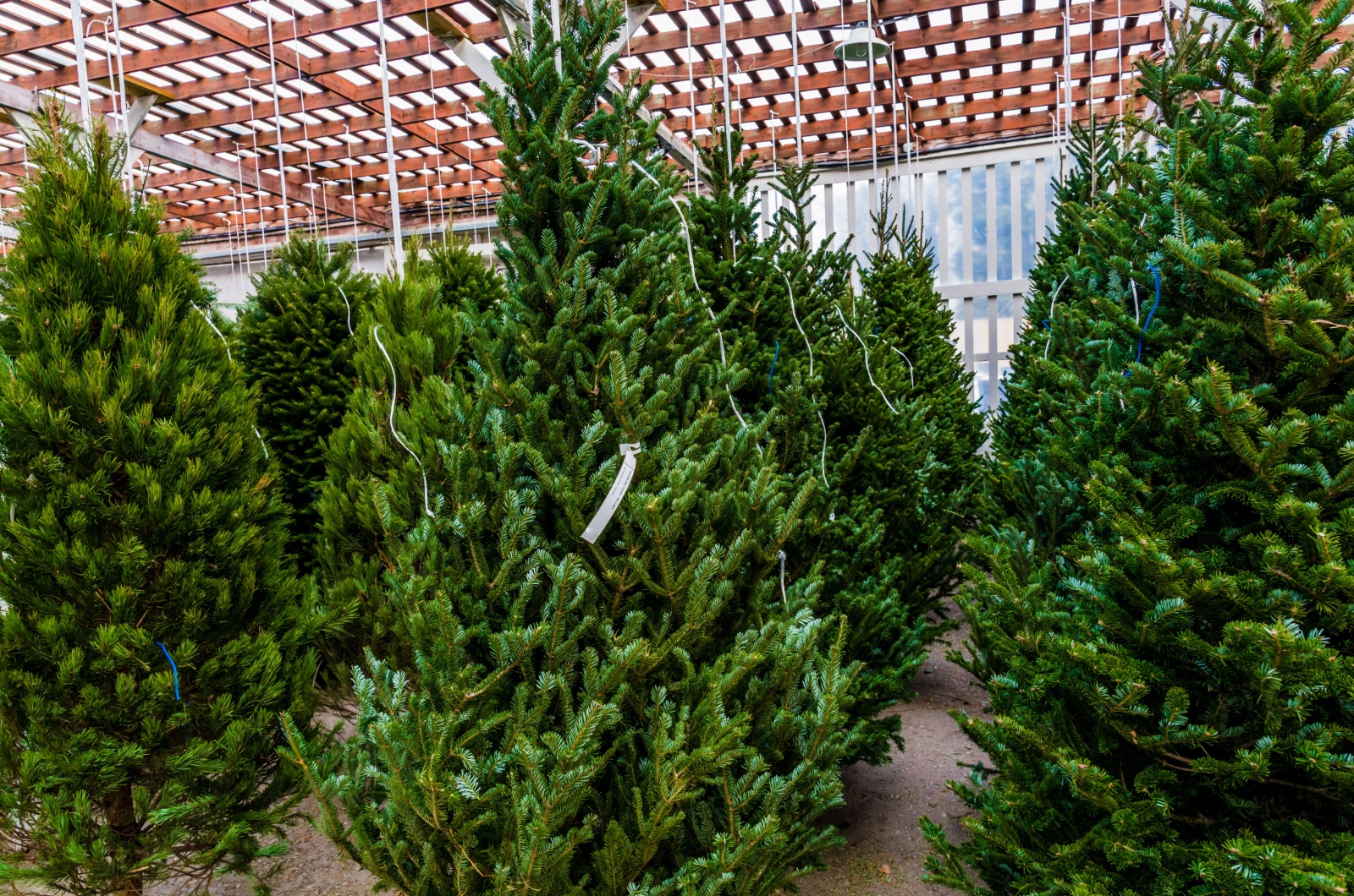 Christmas Balsam Fir Trees