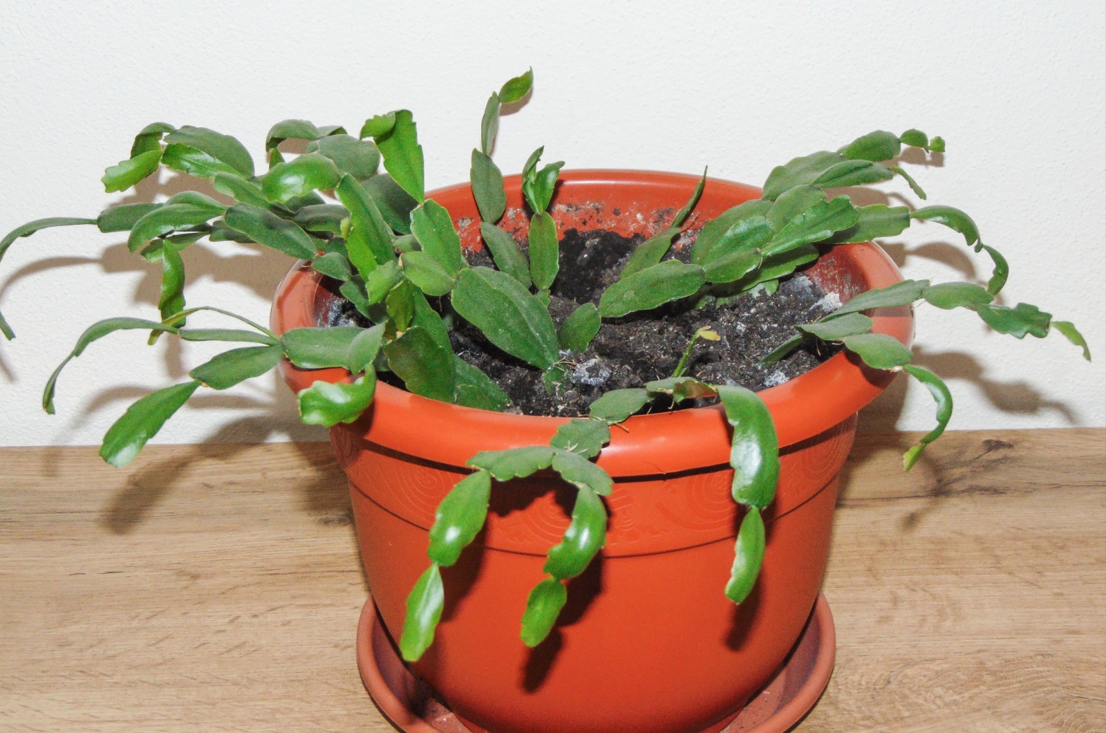 Christmas Cactus in a brown pot