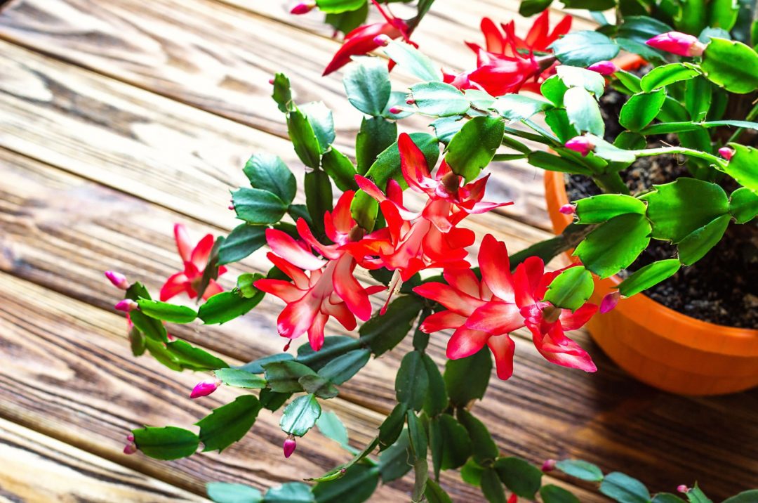 How To Choose The Perfect Potting Mix For Your Christmas Cactus