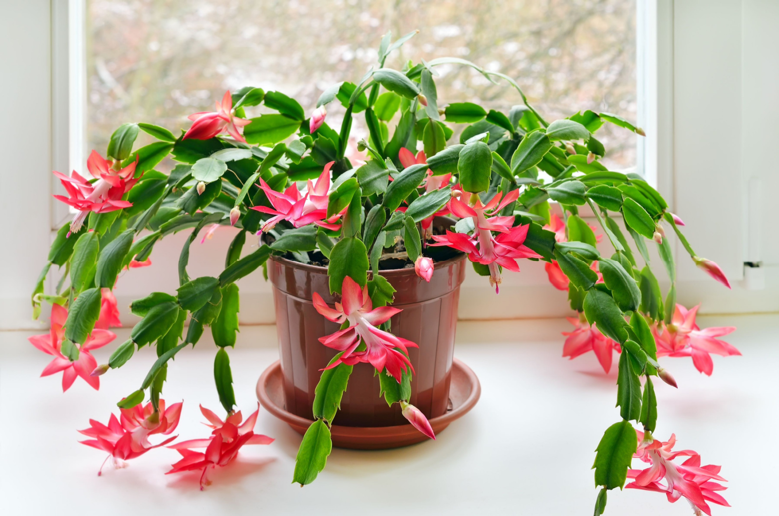 Christmas Cactus in a pot in front window