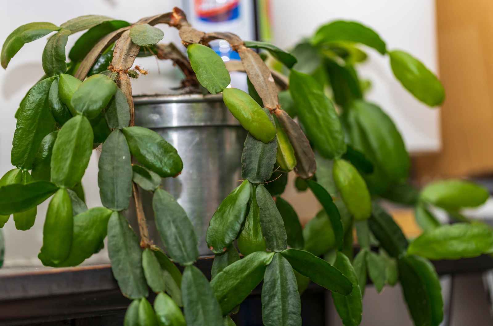 Christmas Cactus in a pot