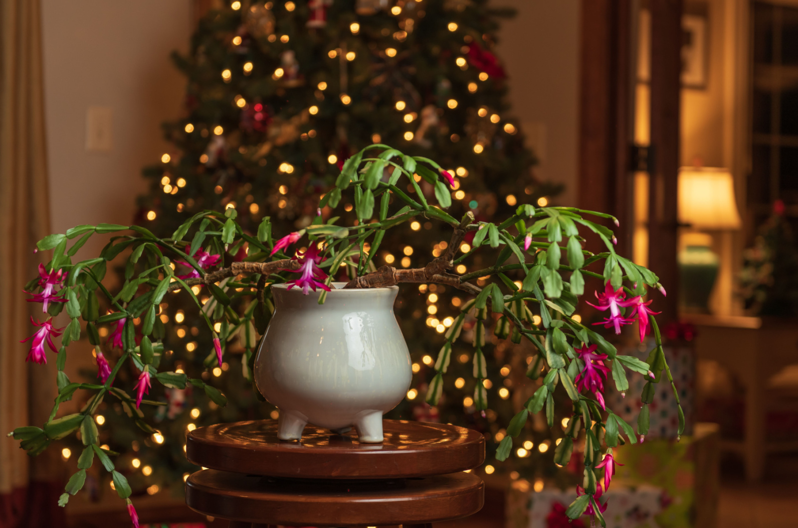 Christmas Cactus in pot in front of Christmas tree