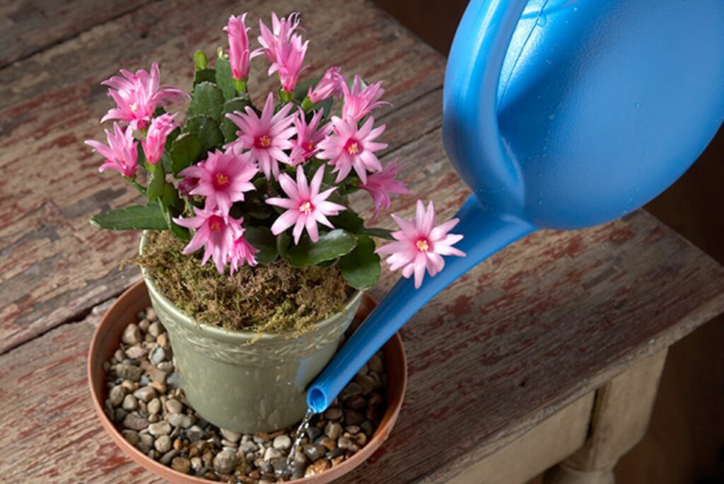 Christmas Cactus with water in the lid