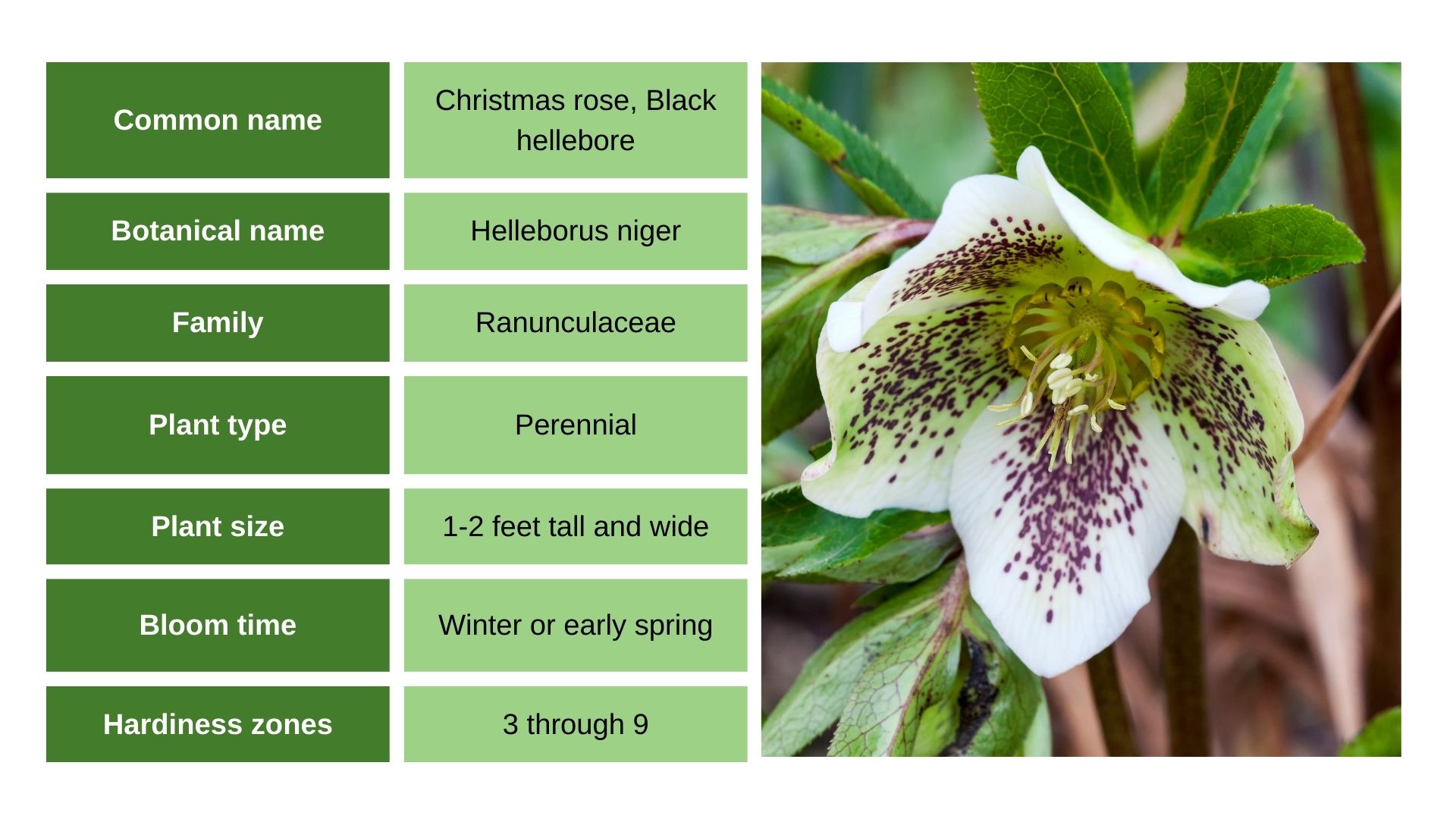 Christmas Rose info and photo