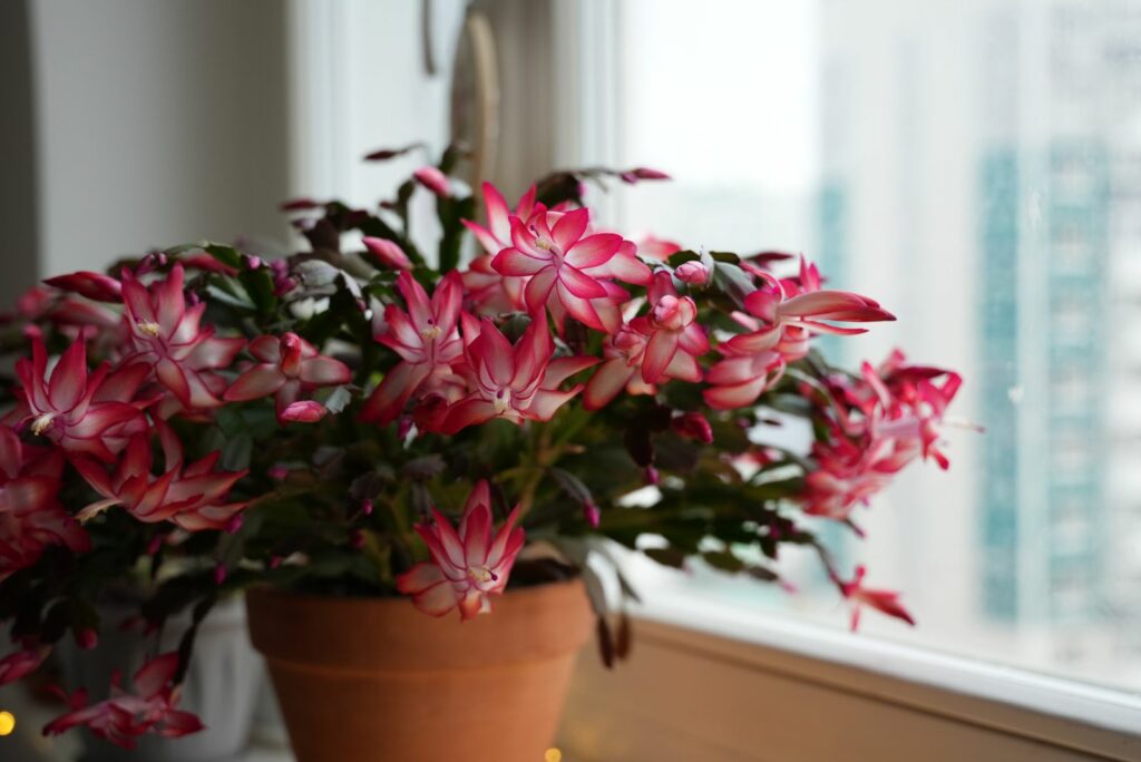 Christmas cactus by the window