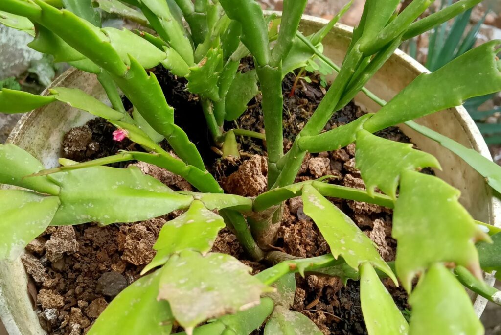 Christmas cactus in a pot is not blooming