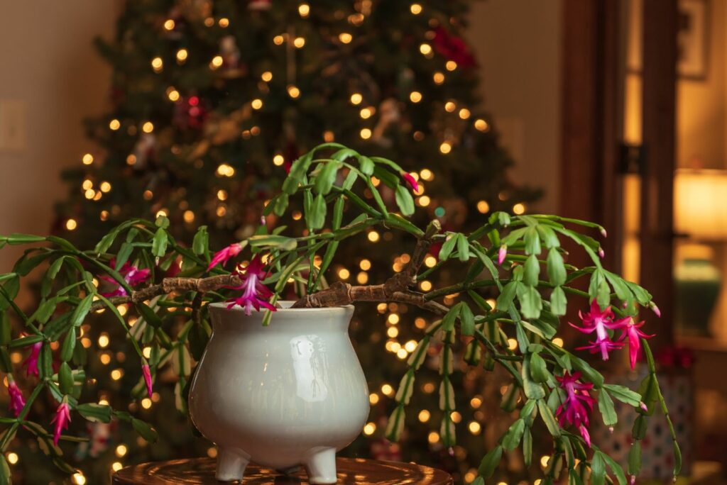 Christmas cactus in a pot on the table